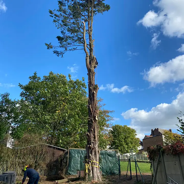 Abattage et élagage des arbres