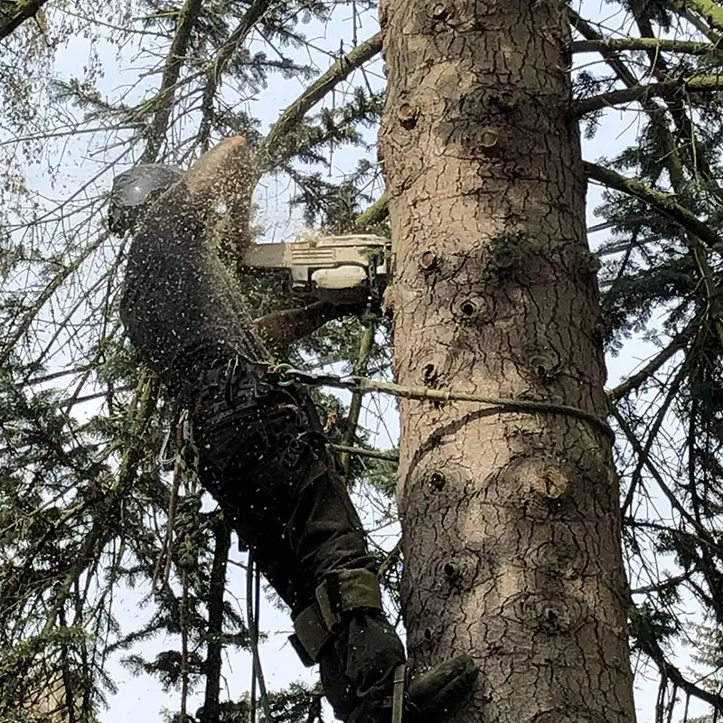 Élagage d'arbre