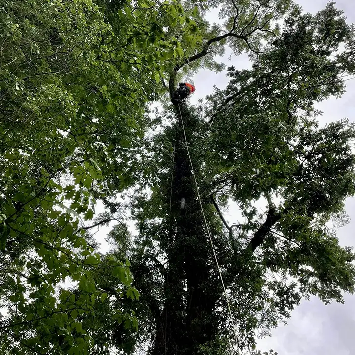 Un grimpeur spécialiste de grands arbres