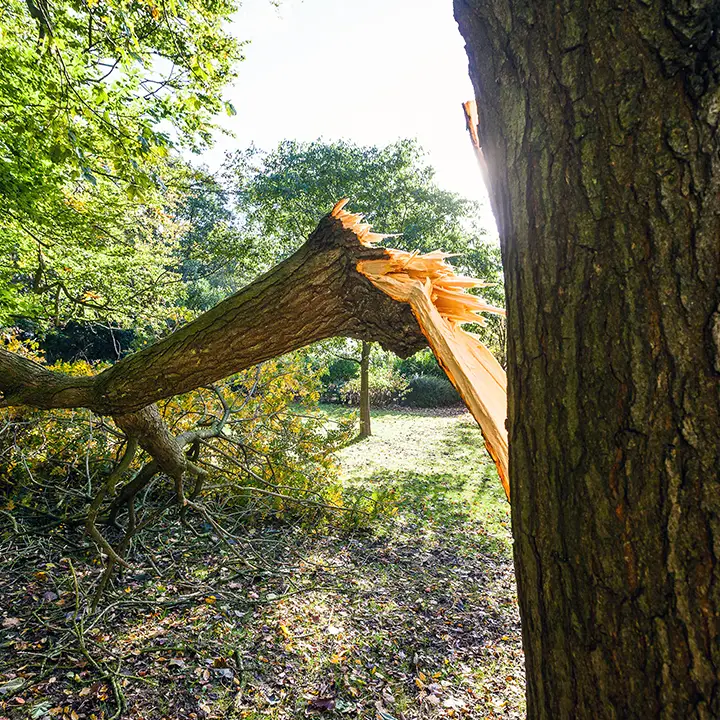 Grosse branche d'arbre arrachée