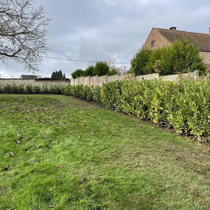 Plantation d'arbres