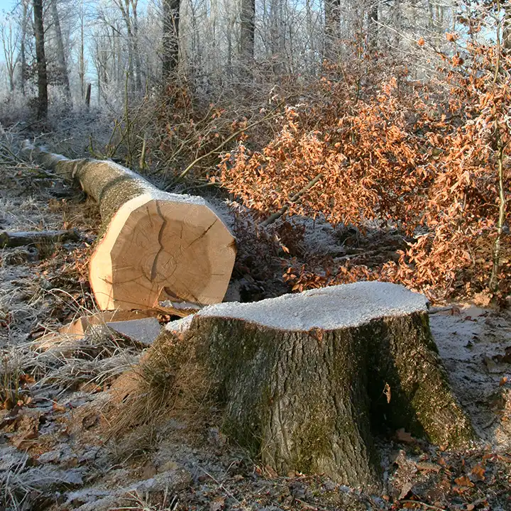 Enlèvement de la souche d'arbre