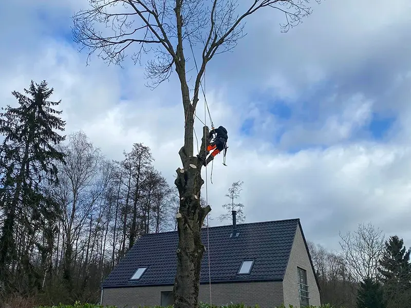 Élagage et abattage