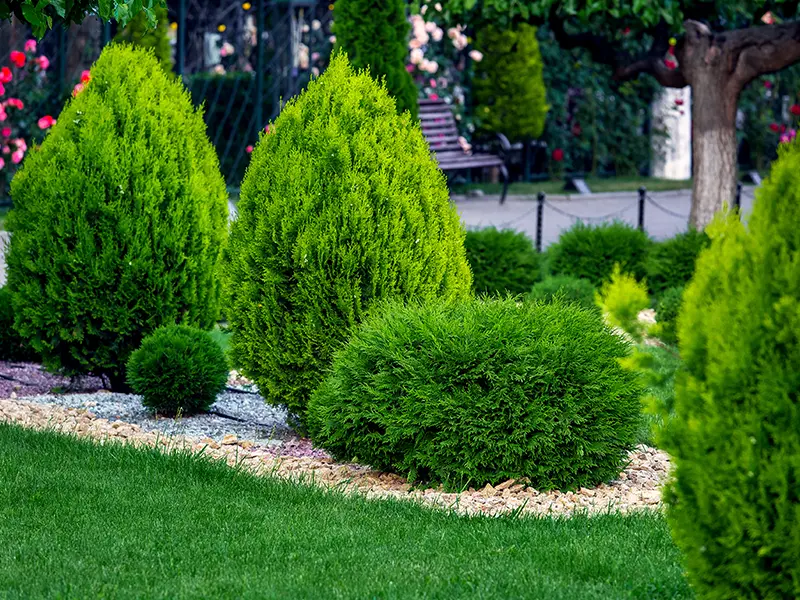 Plantation d'arbustres