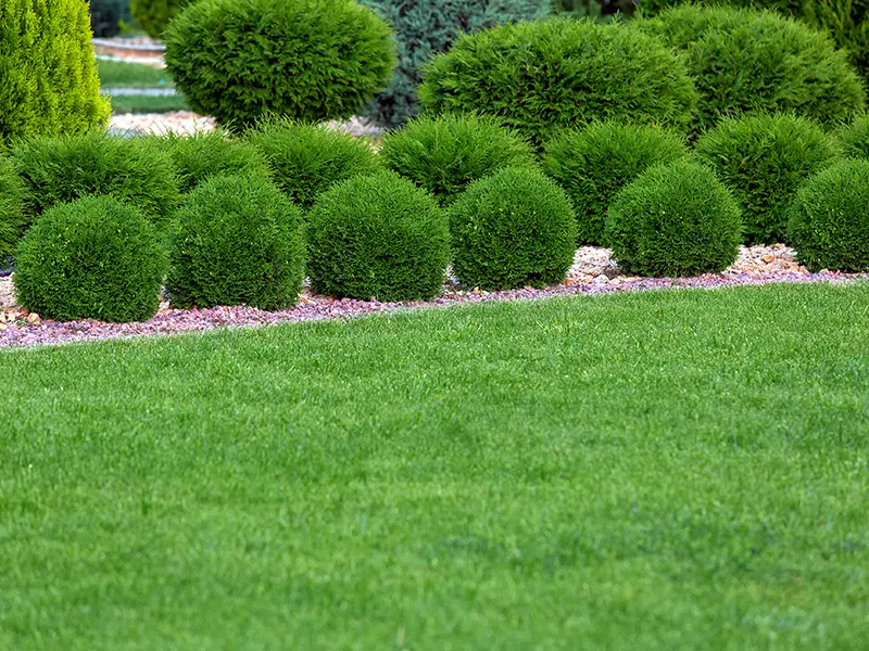 Plantations d’arbustes