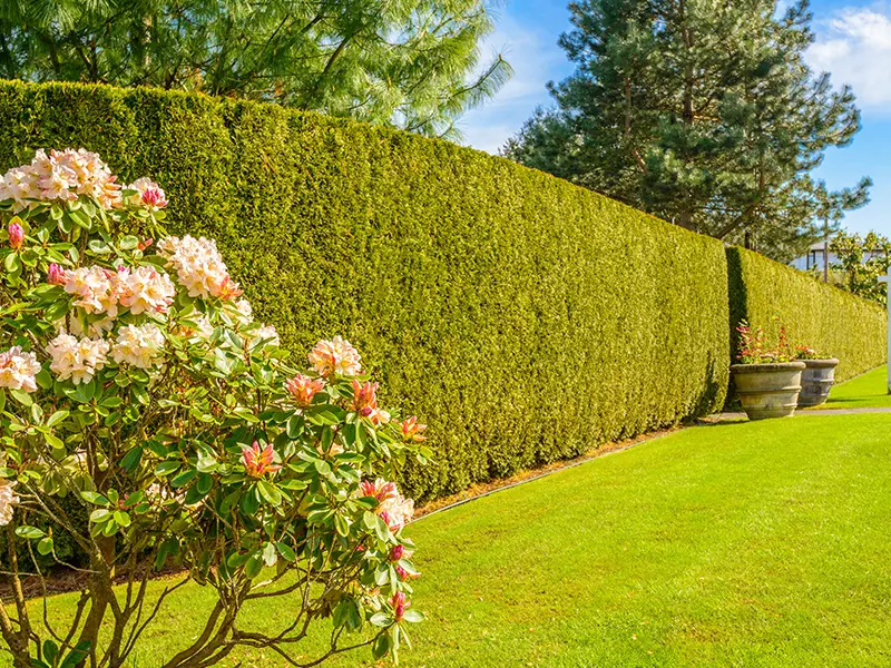 Plantation d'haies et massifs