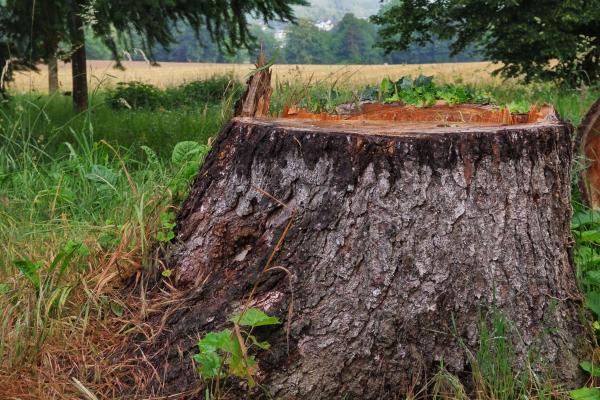 Les avantages écologiques de l'élagage et de l'abattage d'arbres