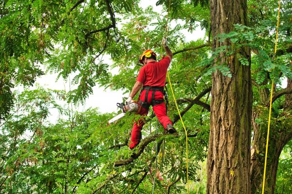 Combien coute l'élagage d'un arbre ?