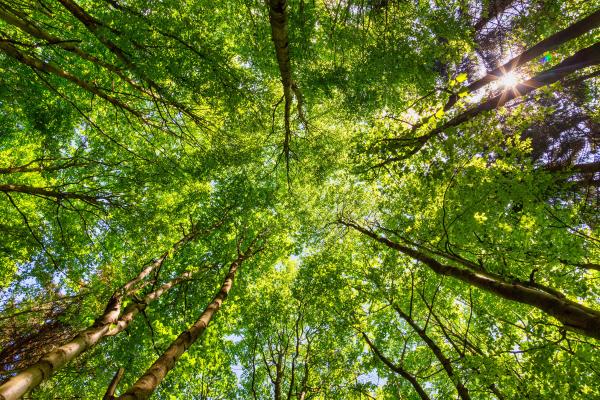 Comment déboiser son terrain ?