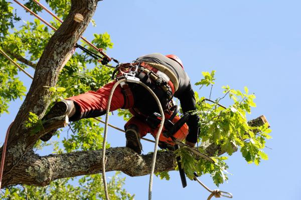 Comment bien élaguer ses arbres ?