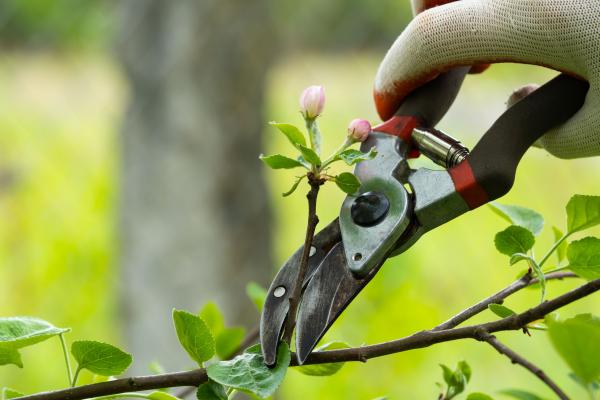 Quand et comment tailler des arbres fruitiers ?
