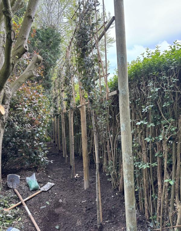 Réalisation - Plantation 